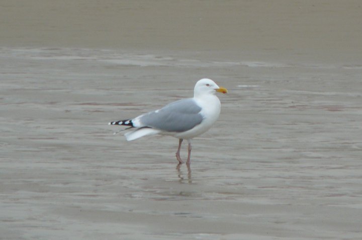 Mouette